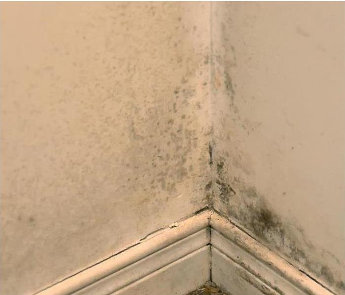 mold growth on corner of wall