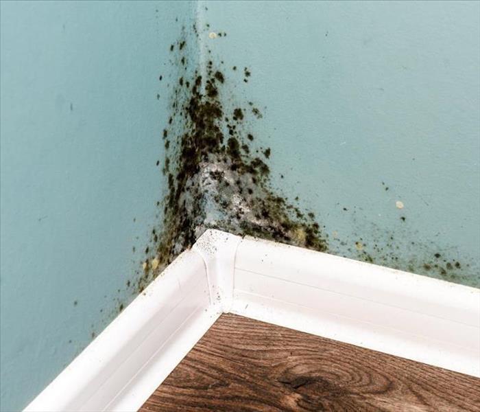 Growth of Mold